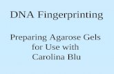 DNA Fingerprinting Preparing Agarose Gels  for Use with  Carolina Blu