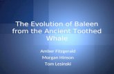 The Evolution of Baleen from the Ancient Toothed Whale
