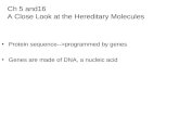 Ch 5 and16   A Close Look at the Hereditary Molecules