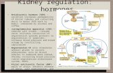 Kidney regulation:  hormones