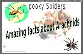 pooky Spiders