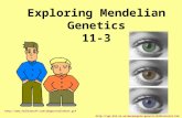 Exploring Mendelian Genetics 11-3