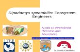 Dipodomys spectabilis:  Ecosystem Engineers