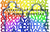 Patterns of Heredity & Human Genetics