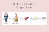 Multicellular  Organisms