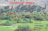 MATIENZO   TREES