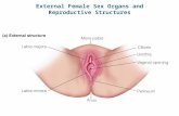 External Female Sex Organs and Reproductive Structures