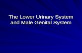 The Lower Urinary System and Male Genital System