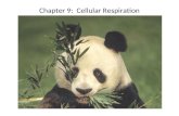 Chapter 9:  Cellular Respiration
