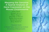 Mapping the Genome:  A Spatial Analysis of  Gene Expression on the  Mouse Chromosome