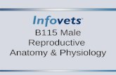 B115 Male Reproductive  Anatomy & Physiology