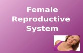 Female Reproductive  System