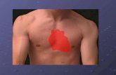 heart – surface anatomy