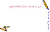 GROWTH OF MAXILLA