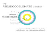 The  PSEUDOCOELOMATE Condition