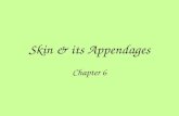 Skin & its Appendages