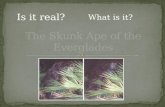 The Skunk Ape of the Everglades