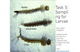 Task 3: Sampling for Larvae