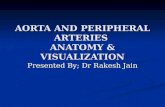AORTA AND PERIPHERAL ARTERIES  ANATOMY & VISUALIZATION