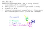 DNA Structure The deoxyribonucleic acid, DNA, is a long chain of nucleotides which consist of