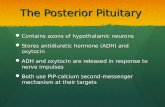 The Posterior Pituitary