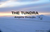 The Tundra