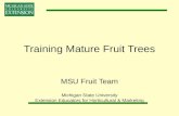 Training Mature Fruit Trees
