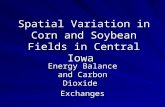 Spatial Variation in Corn and Soybean Fields in Central Iowa