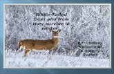 White-Tailed Deer and How they survive in winter