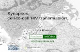 Synapses,  cell-to-cell HIV transmission