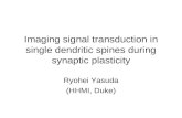 Imaging signal transduction in single dendritic spines during synaptic plasticity