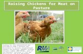 Raising Chickens for Meat on Pasture