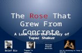 The  Rose  That Grew From Concrete