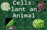 Cells: Plant and Animal