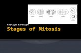 Stages  of Mitosis