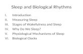 Sleep and Biological Rhythms