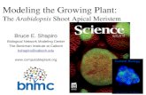 Modeling the Growing Plant:  The  Arabidopsis  Shoot Apical Meristem