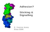 Adhesion? Sticking & Signalling