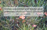 Energy acquisition and biochemical pathways:  Photosynthetic pathways (C 3 , C 4 , CAM)