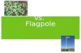 Clover-like Weeds  vs.  Flagpole