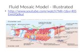 Fluid Mosaic Model - Illustrated
