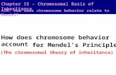 How does chromosome behavior account