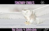 SNOWY OWLS