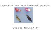 Lecture 9 Site Specific Recombination and Transposition
