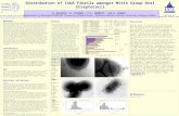 Distribution of CshA Fibrils amongst Mitis Group Oral Streptococci