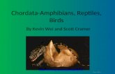 Chordata-Amphibians, Reptiles, Birds