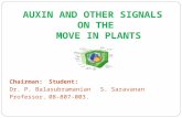 AUXIN AND OTHER SIGNALS  ON THE  MOVE IN PLANTS