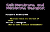 Passive Transport                                What can move into and out of cells?