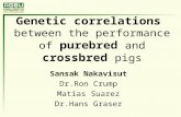Genetic correlations between the performance of purebred and crossbred pigs