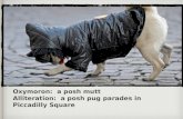 Oxymoron:  a posh mutt Alliteration:  a posh pug parades in Piccadilly Square